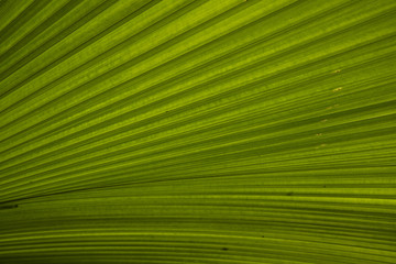 Obraz premium Leaf green