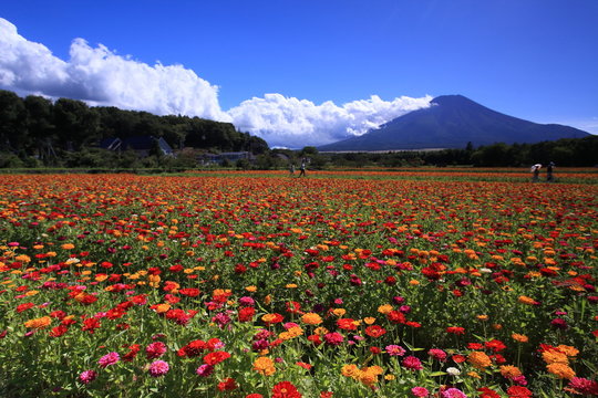 富士山の麓のカラフルな花畑 © wassei