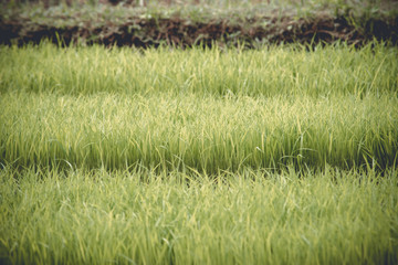 Obraz na płótnie Canvas young rice are growing in the field in thailand