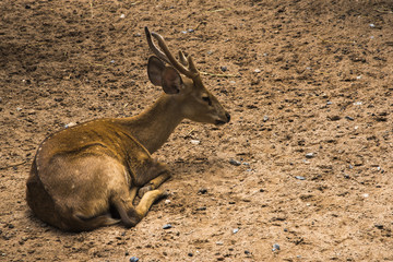 deer spotted on the ground