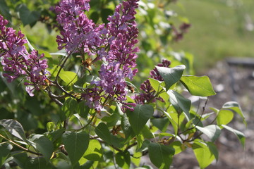 Lilacs