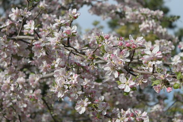 Apple and Pear Blossoms