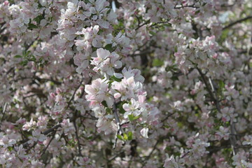 Fototapeta premium Apple and Pear Blossoms