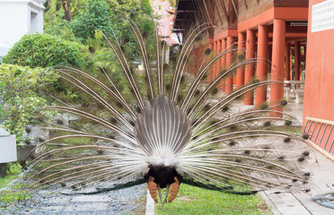 Peacock feathers behind
