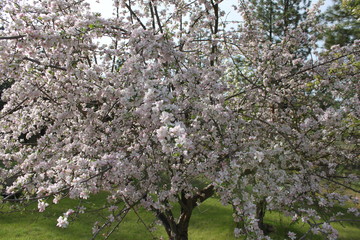 Apple and Pear Blossoms