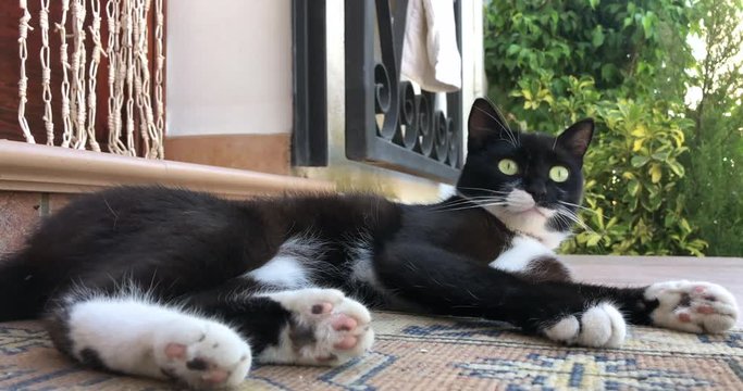 a cat chillin on the carpet