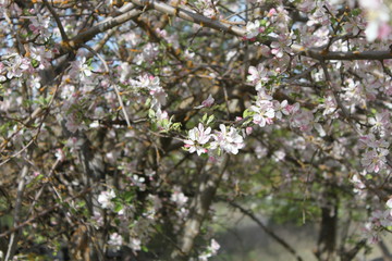 Apple and Pear Blossoms