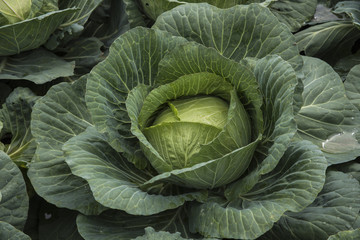 Obraz premium cabbage farm at Phutabberk mountain, Phetchabun, Thailand