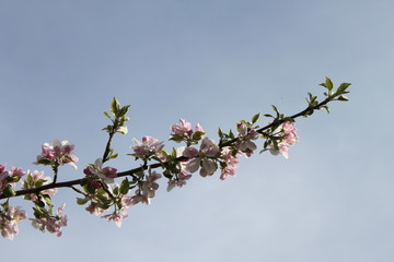Apple and Pear Blossoms