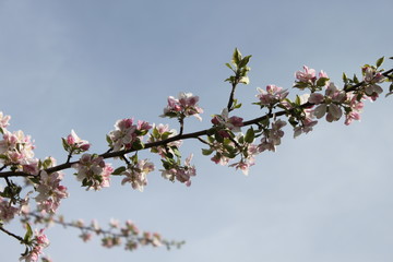Apple and Pear Blossoms