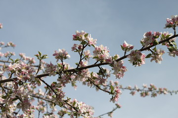 Apple and Pear Blossoms