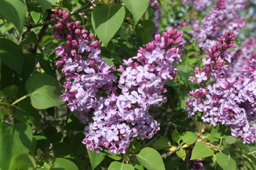 Fototapeta na wymiar Lilacs