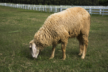 Sheep eating grass leaves
