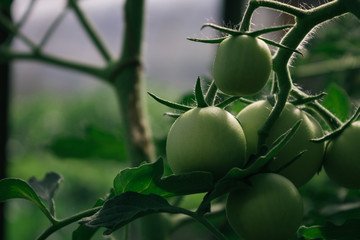Green tomatoes on a branch