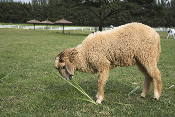  Sheep eating grass leaves