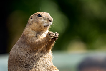 Prairie dog enjoying a meal. 
