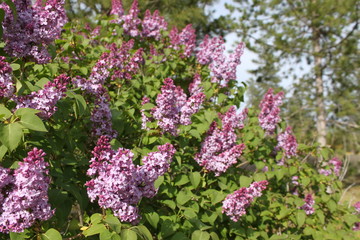 Blooming Lilacs