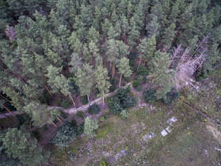 forest, view from above