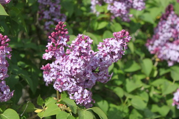 Blooming Lilacs