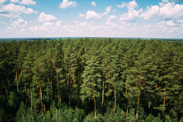 Obraz premium High pine trees, top view