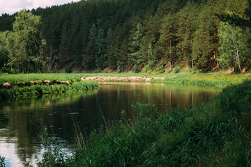 River in the forest