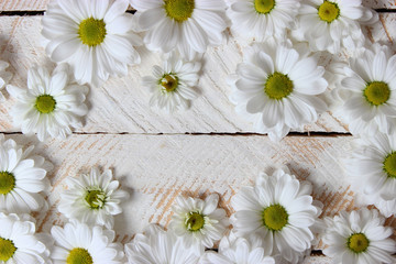 Obraz premium Beautiful flowers with white petals on a white wooden background .March 8.Valentine's Day.Birthday.