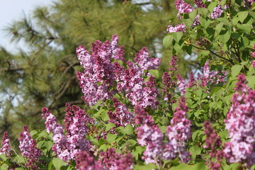 Blooming Lilacs