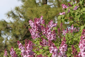 Obraz premium Blooming Lilacs