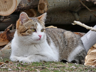Cat lies near firewood