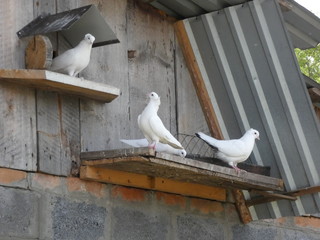 Pigeons on the dovecote