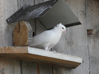Pigeon on the dovecote