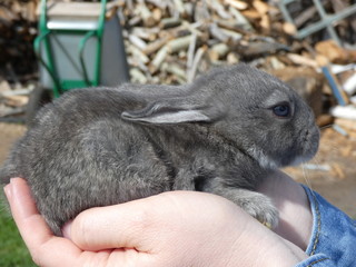 Little rabbit on hands