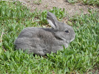 Little bunny in grass