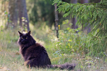 Naklejka na ściany i meble Black Norwegian forest cat in forest