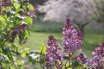 Blooming Lilacs