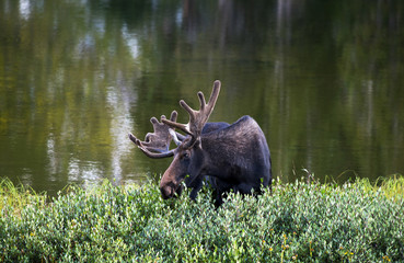 Bull Moose in a thicket near a lake