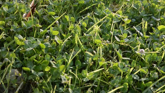 background close-up of a green clover in the grass. green grass swaying by the wind on a summer sunny morning. left to rigth mooving