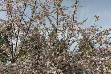 Apple and Pear Blossoms