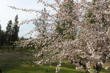 Apple and Pear Blossoms
