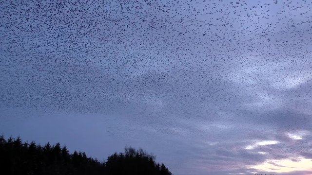 Starling murmurations at Tarn sike nature reserve Cumbria UK