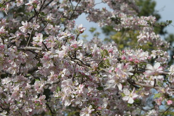 Apple and Pear Blossoms