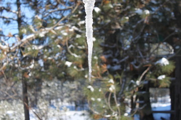 Dripping Icicle