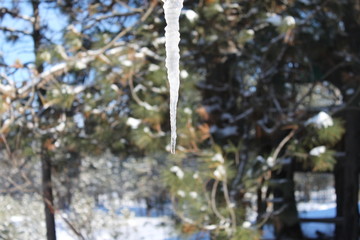 Dripping Icicle