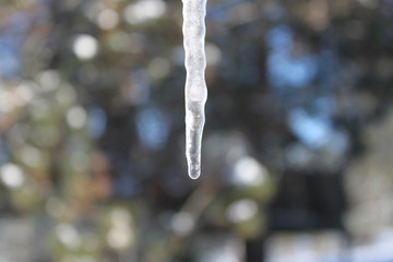 Dripping Icicle