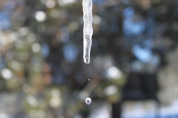 Dripping Icicle