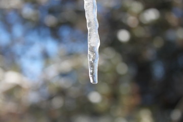 Dripping Icicle