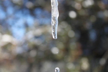 Dripping Icicle