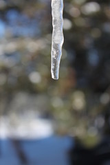 Dripping Icicle