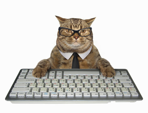 The smart cat in a tie presses the keys of a computer keyboard. White background.