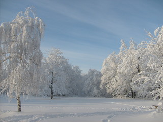 Winter forest